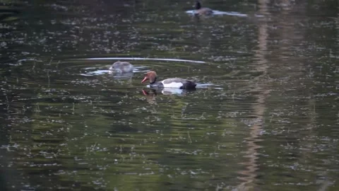 Red crested pochard playing around in Pench national park in amazing lighting Stock Footage 304723882