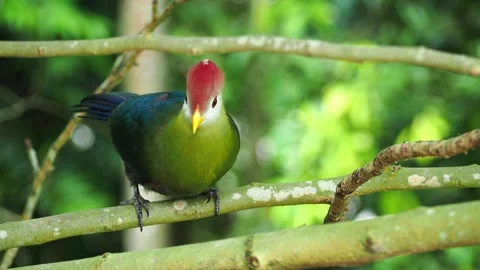 Red-Crested Turaco Perched on a Tree Branch Stock Footage 345015913