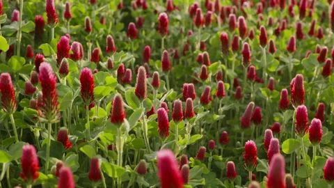 Red Crimson Clover Stock Footage 237741281