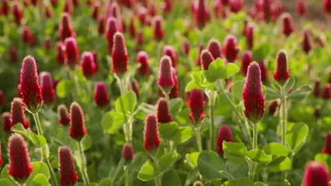 Red Crimson Clover Stock Footage 237741480