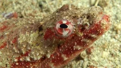 Crocodile Snake eel Brachysomophis crocodilinus Stock Photo - Alamy