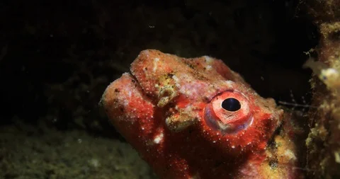 Red Crocodile Snake Eel (Brachysomophis crocodilinus) Underwater Video stock 108259935