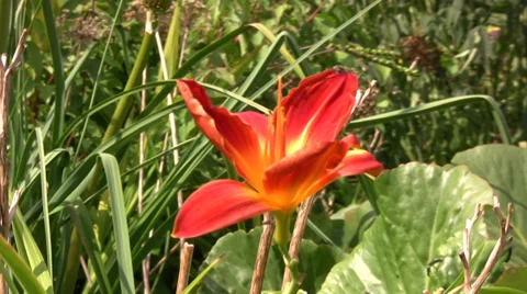 Red crocus flower Stock Footage 28335834