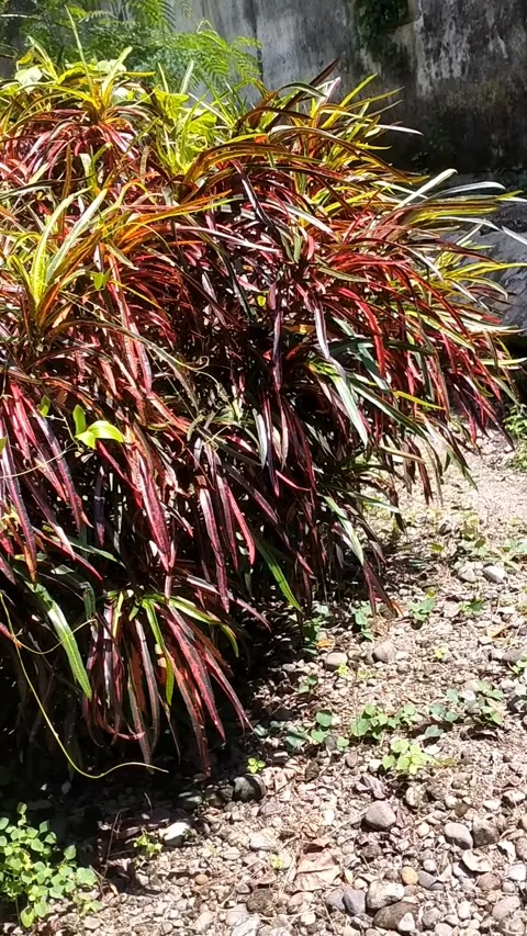 Red croton flower with small, long leaves Stock Footage 326091828
