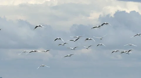 Red crown crane Stock Footage 55354055