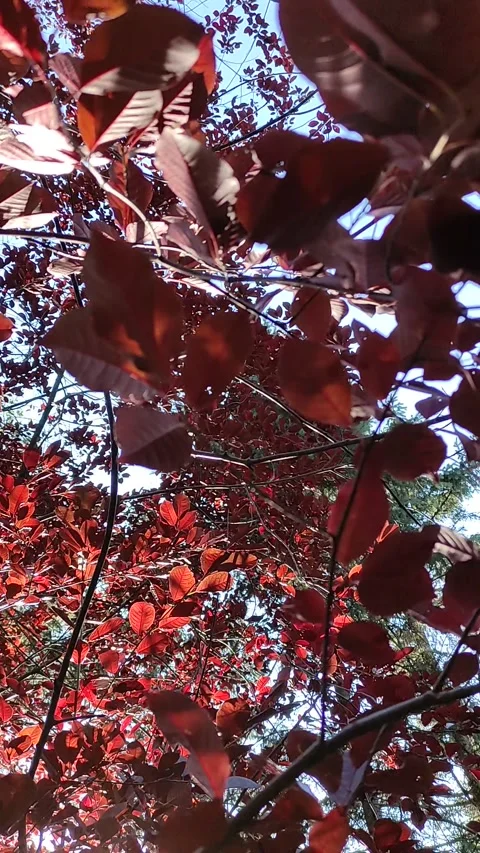 Red Crown of a decorative plum tree  closeup. Stock Footage 272197920