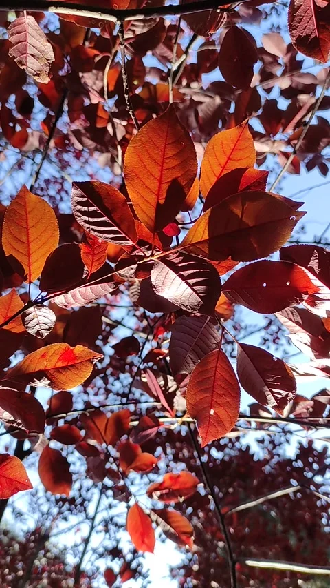 Red Crown of a decorative plum tree  closeup. Stock Footage 272197925