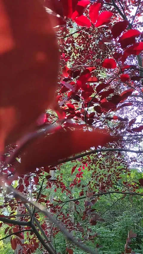 Red Crown of a decorative plum tree  closeup. Stock Footage 272197926