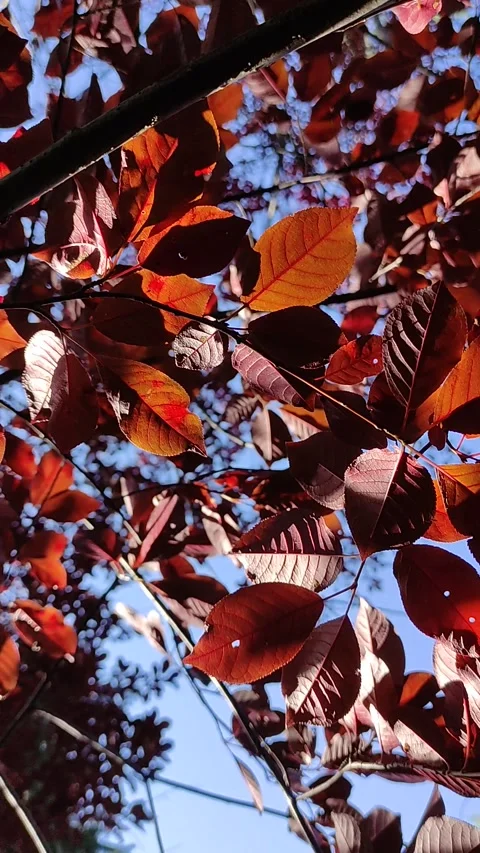 Red Crown of a decorative plum tree  closeup. Stock Footage 272197928