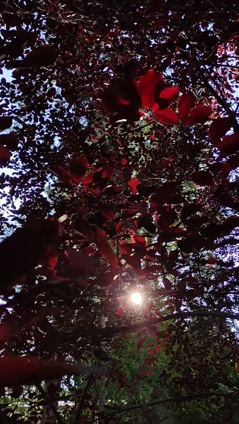Red Crown of a decorative plum tree  closeup. Stock Footage 272197933