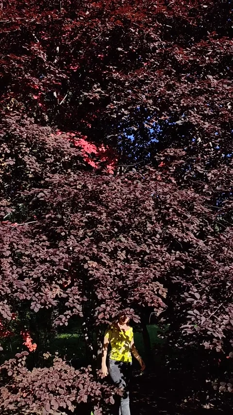 Red Crown of a decorative plum tree  closeup. Stock Footage 272197959