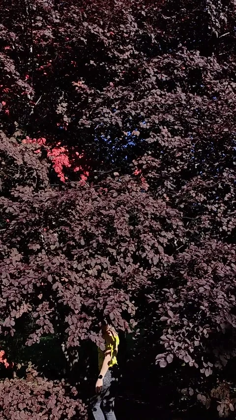 Red Crown of a decorative plum tree  closeup. Stock Footage 272197969