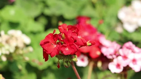 Red Crown of Thorns Flower Stock Footage 107195865
