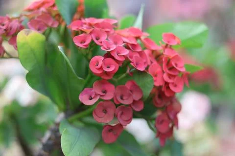 Red Crown of Thorns Flower in Thailand Garden - April 2025 Foto stock