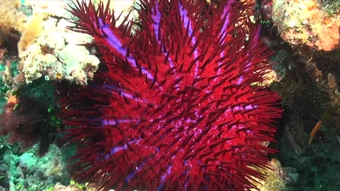 Red crown of thorns starfish close up on coral reef Video stock 348249980