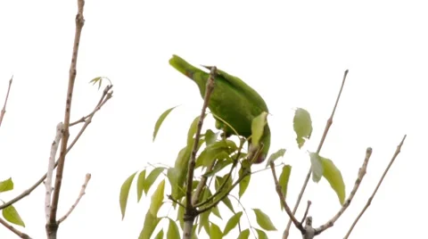 Red Crowned Amazon Parrot Stock Footage 8574209