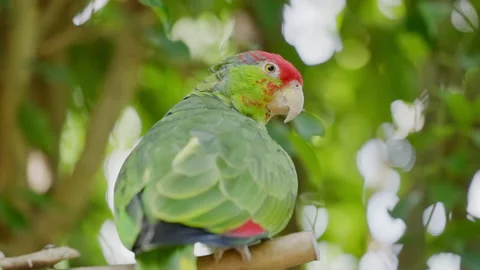 Red-Crowned Amazon Parrot Perched In Tree Stock Footage 168768003