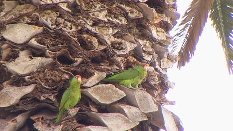 Red-Crowned Amazon Parrots in palm tree Stock Footage 110366257