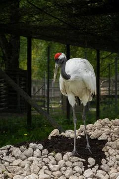 Red-crowned crane, also known as the Japanese crane Stock Photos