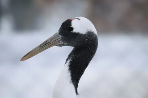 Red-crowned crane close-up Stock Photos