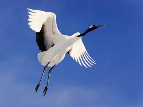 Red-crowned Crane in Flight Stock Photos
