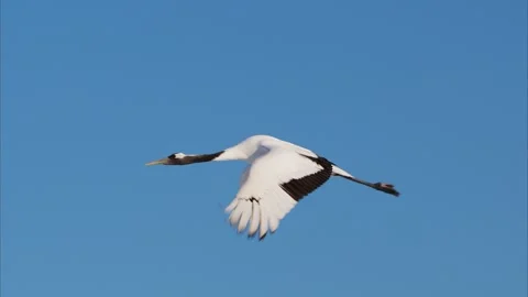 Red-crowned crane flight (slow motion) Stock Footage 320514950