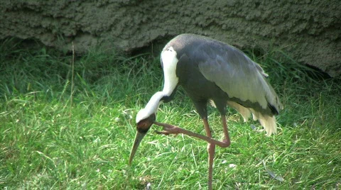 Red-crowned Crane 動画素材 99712