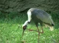 Red-crowned Crane Footage