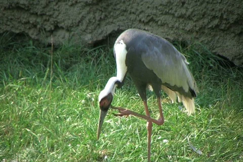 Red-crowned Crane Stock Footage 2778330