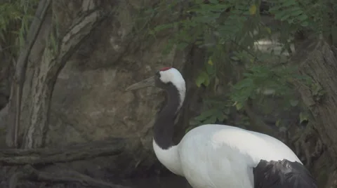 Red Crowned Crane Stock Footage 66015385