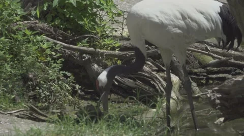 Red Crowned Crane Stock Footage 66019389