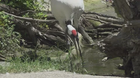 Red Crowned Crane Stock Footage 66028762