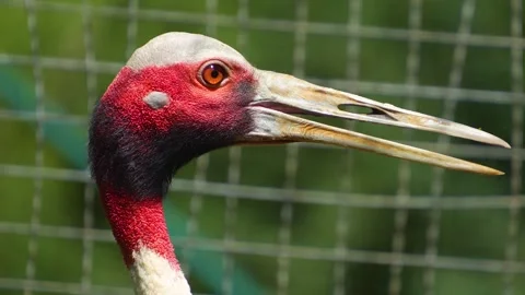 A red-crowned crane  Stock Footage 254944210
