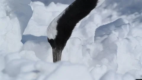 Red Crowned Crane Foraging in Deep Snow Close Up 4k Telephoto Shot 스톡 동영상 338265544