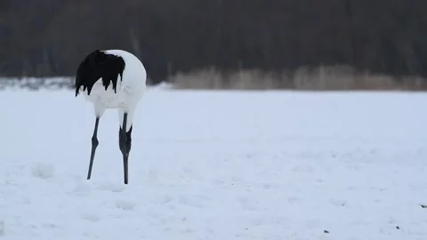 Red Crowned Crane Foraging in Snowy Field 4k Video Stock Footage 338265527