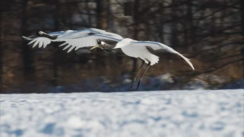 Red-crowned crane landing (slow motion) Stock Footage 320516234