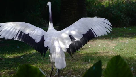 Red Crowned Crane opening, flapping and closing its wings as it moves away. Video stock 289794974
