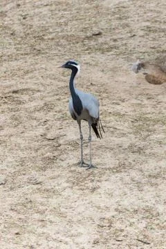 Red-crowned crane Stock Photos