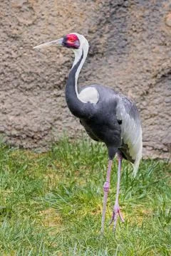 Red-Crowned Crane Stock Photos