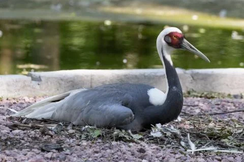 A Red Crowned Crane Stock Photos