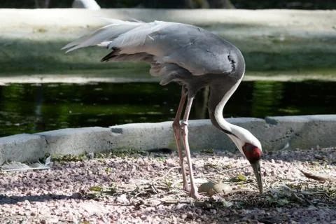 A Red Crowned Crane Stock Photos