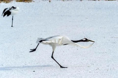The Red-crowned Crane Stock Photos