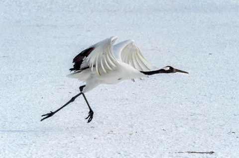 The Red-crowned Crane Stock Photos