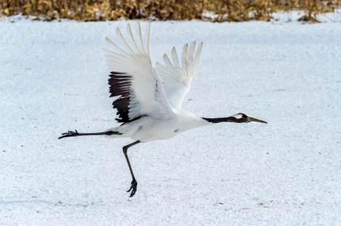 The Red-crowned Crane Stock Photos