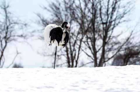 The Red-crowned Crane Stock Photos