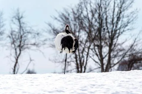 The Red-crowned Crane Stock Photos