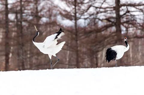 The Red-crowned Crane Stock Photos