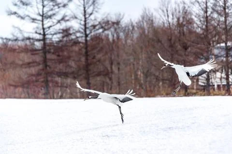 The Red-crowned Crane Stock Photos