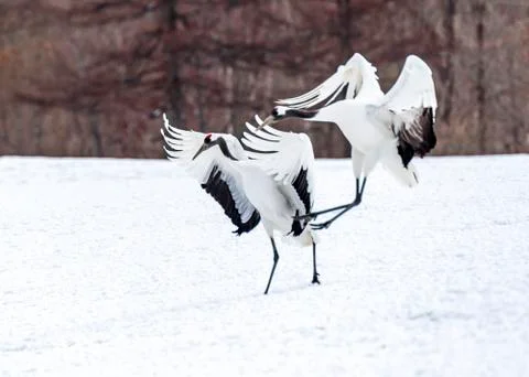 The Red-crowned Crane Stock Photos