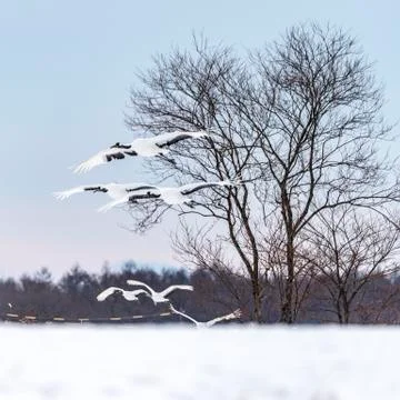 The Red-crowned Crane Stock Photos